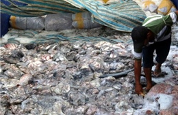 Cá nóc nhiều bất thường gây thiệt hại cho ngư dân 