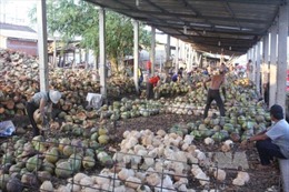 Bến Tre: Giá dừa khô nguyên liệu tăng kỷ lục