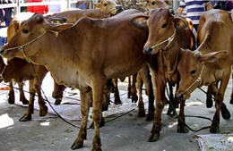 Hỗ trợ 1.000 bò giống sinh sản cho hộ nghèo vùng lũ, thường xuyên bị thiên tai