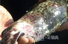 Xác định nguyên nhân khiến cá mú nuôi chết hàng loạt ở Quảng Ngãi 