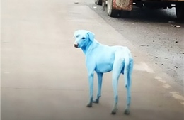 Ám ảnh chuyện chó biến màu, lông xanh dương ở Ấn Độ
