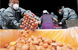 Chính phủ Hàn Quốc tiêu hủy tất cả số trứng bị nhiễm fipronil
