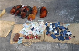 Hà Tĩnh: Phá tụ điểm đá gà ăn tiền, bắt giữ 60 đối tượng 