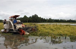 Gần 7.000 ha lúa ngập úng do mưa lớn