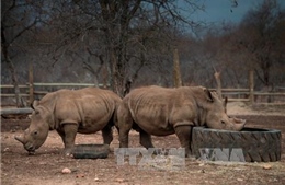 Nam Phi tổ chức phiên đấu giá sừng tê giác đầu tiên trong lịch sử