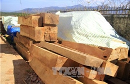 Quảng Nam bắt giữ xe khách vận chuyển gỗ không rõ nguồn gốc