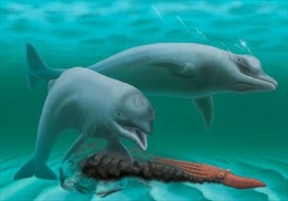 Phát hiện loài cá heo &#39;mini&#39; không răng cách đây 30 triệu năm 