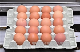 Italy thu hàng chục nghìn quả trứng nhiễm thuốc trừ sâu