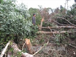 Đắk Nông: Gần 2 ha rừng nguyên sinh bị phá trắng trong một đêm