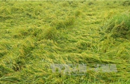 Ca Mau: Mưa lớn khiến hàng nghìn ha lúa hè thu bị thiệt hại