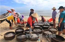 Ngư dân Thừa Thiên - Huế được mùa cá biển