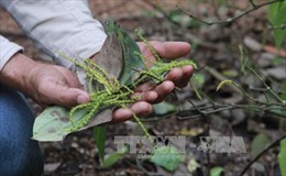 Đắk Lắk: Hồ tiêu rụng đốt, cháy lá sau khi bón phân 