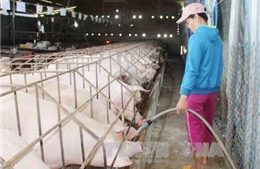 Giá lợn tại Đồng Nai tiếp tục lao dốc