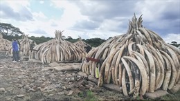 Bốn quốc gia châu Phi muốn giải phóng số lượng ngà voi khổng lồ bị tồn kho