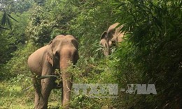Buôn Đôn: Voi rừng liên tục tấn công voi nhà