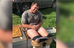 Giật mình chàng trai cởi quần ngồi lên tổ ong... vì 700 USD
