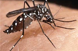 Mở rộng thí điểm ứng dụng muỗi Wolbachia để phòng sốt xuất huyết