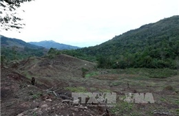 Cơ bản ngăn chặn tình trạng phá rừng ở Mường Nhé, Điện Biên