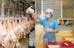 Việt Nam xuất khẩu lô thịt gà đầu tiên sang Nhật Bản