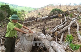 Thủ tướng Chính phủ yêu cầu làm rõ vụ phá rừng tại Bình Định