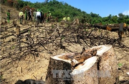 Kiểm tra hiện trường, điều tra vụ phá hơn 43 ha rừng tự nhiên tại Bình Định