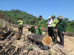 Vụ phá gần 44 ha rừng tại Bình Định: Không thể đổ lỗi cho địa hình phức tạp