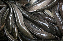 Giá cá lóc ở Trà Vinh tăng trở lại 