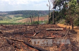 Kiến nghị điều tra, làm rõ vụ phá hơn 53 ha rừng ở Quảng Sơn, Đắk Nông