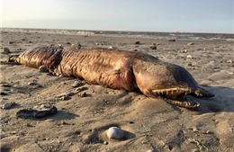 Xác sinh vật răng như lưỡi cưa dạt vào bờ biển sau bão Harvey