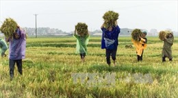 Hà Tĩnh huy động 3.000 đoàn viên thu hoạch 1.300 ha lúa trước khi bão số 10 về