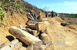 Thông tin mới nhất vụ phá rừng tại Bình Định: Diện tích bị phá tới hơn 60ha