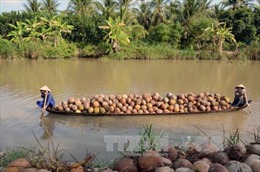 Giá dừa khô nguyên liệu tăng mạnh