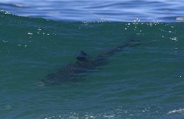 Chưa có cơ sở xác định cá mập xuất hiện ở vùng biển ven bờ Quảng Ninh