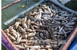 Xác định nguyên nhân cá nuôi lồng bè chết tại đảo Phú Quý  