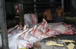 Đồng Nai phát hiện cơ sở giết mổ lợn có dấu hiệu bị lở mồm long móng 