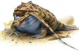 Phát hiện loài ếch cổ đại có thể hạ gục khủng long 