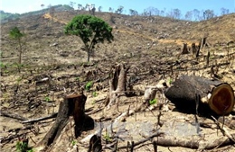 Kiên quyết điều tra, xử lý nghiêm minh hành vi phá rừng tự nhiên