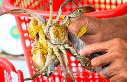 Nông dân Trà Vinh thả nuôi hơn 37 triệu con cua biển
