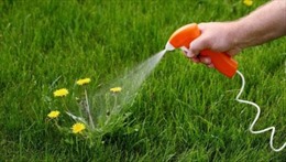Pháp sẽ cấm sử dụng hoạt chất thuốc diệt cỏ có nguy cơ gây ung thư