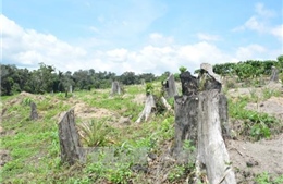 Cần kiên quyết thu hồi rừng phòng hộ đầu nguồn bị lấn chiếm trái phép tại Đắk Lắk