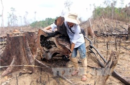 Khởi tố, bắt tạm giam đối tượng hủy hoại rừng phòng hộ Tiên Lãnh, Quảng Nam