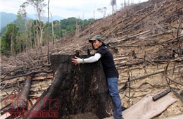 Cặp vợ chồng &#39;hủy hoại rừng&#39; ở Tiên Phước, Quảng Nam lĩnh án 7 năm tù 