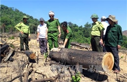 Kỷ luật một số cán bộ liên quan vụ phá rừng quy mô lớn tại Bình Định