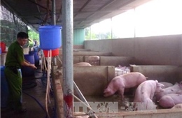 Bắt quả tang cơ sở giết mổ bơm thuốc an thần vào hơn 5.200 con lợn 