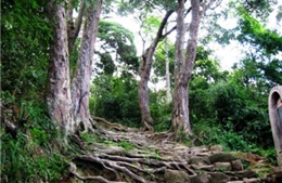 Bảo tồn quần thể cây Xích Tùng cổ 