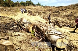 Kiên quyết xử lý đối tượng chủ mưu vụ phá rừng quy mô lớn tại Bình Định