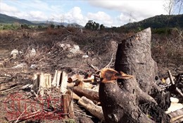 Phú Yên: Lợi dụng dự án Flitch để khai thác trái phép rừng tự nhiên
