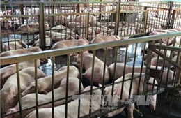 Yêu cầu tiêu hủy hơn 5.000 con lợn bị tiêm thuốc an thần tại Củ Chi