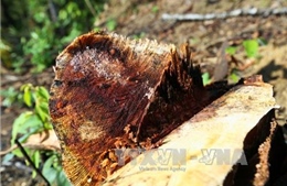 Liên tiếp xảy ra các vụ phá rừng đặc dụng tại xã Pá Khoang, Điện Biên