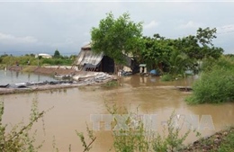Bà Rịa - Vũng Tàu: Ngập lụt gây thiệt hại các ao nuôi tôm và ruộng lúa